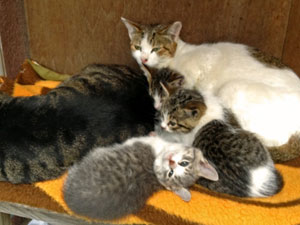 弊社には可愛い子猫が10匹います